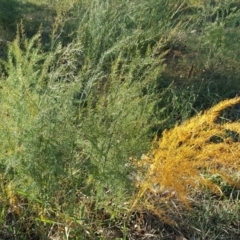 Asparagus officinalis (Asparagus) at Mount Mugga Mugga - 20 Apr 2019 by Mike