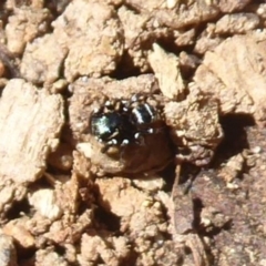Omoedus marginatus (Tiny Ant-eating Jumper) at Uriarra Village, ACT - 20 Apr 2019 by Christine