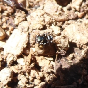 Zenodorus marginatus at Uriarra Village, ACT - 20 Apr 2019