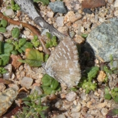 Theclinesthes serpentata (Saltbush Blue) at Theodore, ACT - 2 Apr 2019 by owenh