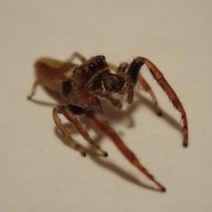 Opisthoncus grassator at Spence, ACT - 20 Apr 2019