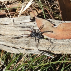 Nyssus coloripes (Spotted Ground Swift Spider) at Kinleyside - 18 Apr 2019 by MatthewFrawley