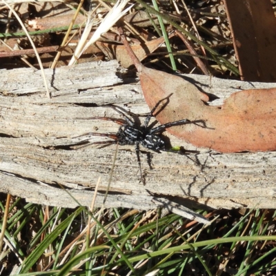 Nyssus coloripes (Spotted Ground Swift Spider) at Kinleyside - 18 Apr 2019 by MatthewFrawley