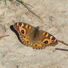 Junonia villida (Meadow Argus) at Kinleyside - 18 Apr 2019 by MatthewFrawley