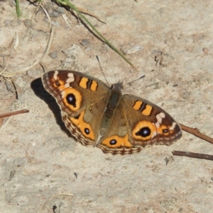 Junonia villida at Casey, ACT - 18 Apr 2019