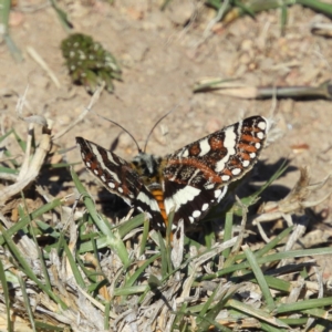 Apina callisto at Casey, ACT - 18 Apr 2019