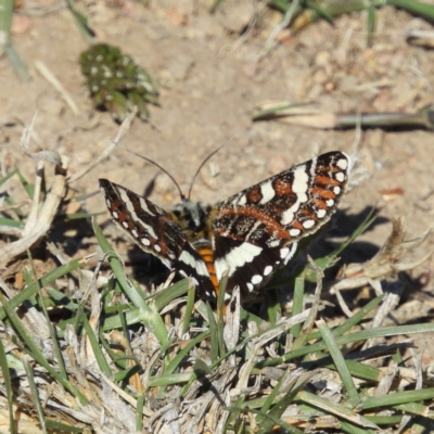 Apina callisto (Pasture Day Moth) at Casey, ACT - 18 Apr 2019 by MatthewFrawley