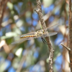 Hemicordulia tau (Tau Emerald) at Kinleyside - 18 Apr 2019 by MatthewFrawley