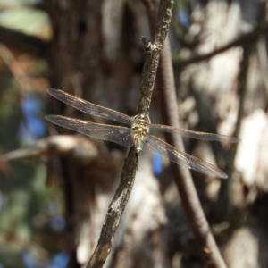 Hemicordulia tau at Casey, ACT - 18 Apr 2019 11:51 AM