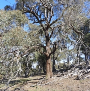 Eucalyptus macrorhyncha at Kinleyside - 18 Apr 2019