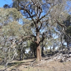 Eucalyptus macrorhyncha (Red Stringybark) at Casey, ACT - 18 Apr 2019 by MatthewFrawley