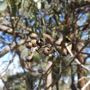 Eucalyptus macrorhyncha at Casey, ACT - 18 Apr 2019