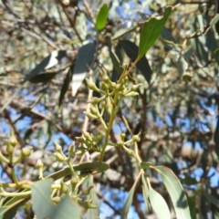 Eucalyptus macrorhyncha at Casey, ACT - 18 Apr 2019