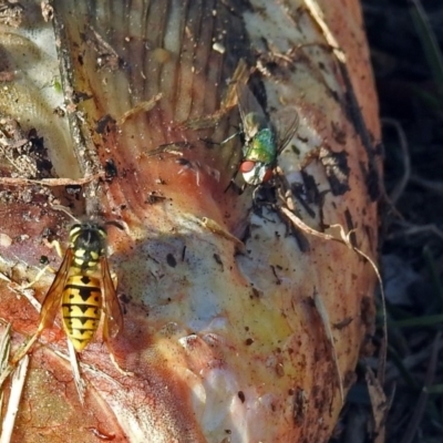 Calliphoridae (family) (Unidentified blowfly) at Queanbeyan East, NSW - 20 Apr 2019 by RodDeb