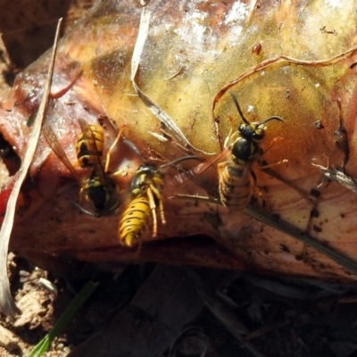 Vespula germanica (European Wasp, German Yellowjacket Wasp) at Queanbeyan East, NSW - 20 Apr 2019 by RodDeb