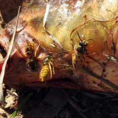 Vespula germanica (European wasp) at Queanbeyan East, NSW - 20 Apr 2019 by RodDeb