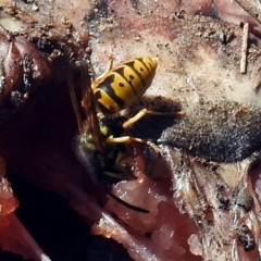 Vespula germanica at Queanbeyan East, NSW - 20 Apr 2019 01:32 PM