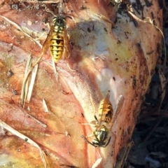 Vespula germanica at Queanbeyan East, NSW - 20 Apr 2019 01:32 PM