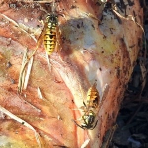 Vespula germanica at Queanbeyan East, NSW - 20 Apr 2019