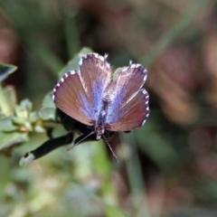 Theclinesthes serpentata (Saltbush Blue) at QPRC LGA - 20 Apr 2019 by RodDeb