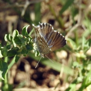 Theclinesthes serpentata at Queanbeyan, NSW - 20 Apr 2019 01:10 PM