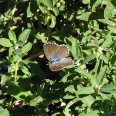 Theclinesthes serpentata at Queanbeyan, NSW - 20 Apr 2019 01:10 PM