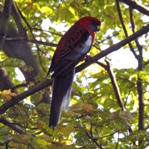 Platycercus elegans at Queanbeyan, NSW - 20 Apr 2019