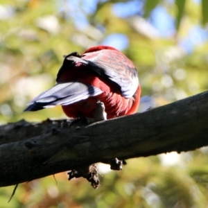 Platycercus elegans at Queanbeyan, NSW - 20 Apr 2019