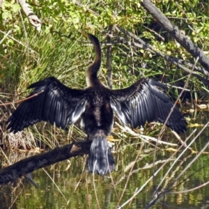 Anhinga novaehollandiae at Queanbeyan East, NSW - 20 Apr 2019