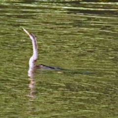 Anhinga novaehollandiae at Queanbeyan East, NSW - 20 Apr 2019