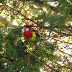 Platycercus eximius (Eastern Rosella) at Queanbeyan, NSW - 20 Apr 2019 by RodDeb