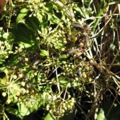 Chauliognathus lugubris at Queanbeyan East, NSW - 20 Apr 2019
