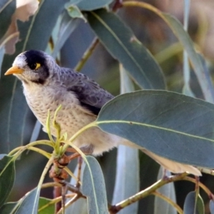 Manorina melanocephala at Queanbeyan East, NSW - 20 Apr 2019 01:18 PM