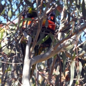 Trichoglossus moluccanus at Queanbeyan East, NSW - 20 Apr 2019 01:21 PM