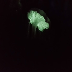 Omphalotus nidiformis (Ghost Fungus) at Ben Boyd National Park - 20 Apr 2019 by Allan