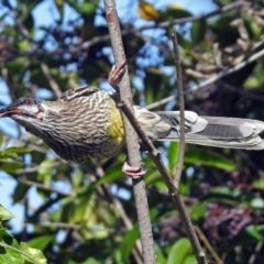 Anthochaera carunculata (Red Wattlebird) at Queanbeyan, NSW - 20 Apr 2019 by RodDeb