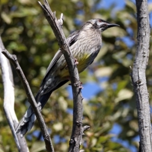 Anthochaera carunculata at Queanbeyan, NSW - 20 Apr 2019 12:52 PM