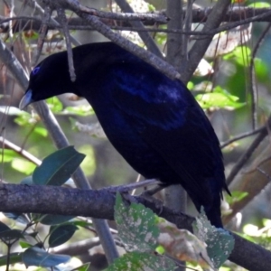 Ptilonorhynchus violaceus at Queanbeyan, NSW - 20 Apr 2019