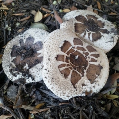 Chlorophyllum sp. at Weetangera, ACT - 20 Apr 2019 by drwoood