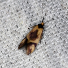 Isomoralla pyrrhoptera (A concealer moth) at O'Connor, ACT - 7 Jan 2019 by ibaird