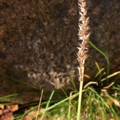 Carex appressa (Tall Sedge) at Paddys River, ACT - 20 Apr 2019 by JaneR