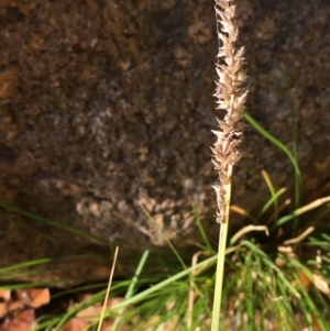 Carex appressa at Paddys River, ACT - 20 Apr 2019