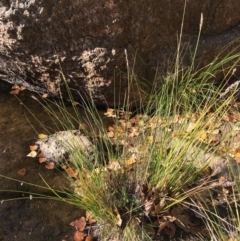 Carex appressa at Paddys River, ACT - 20 Apr 2019