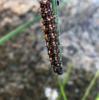 Nyctemera amicus (Senecio Moth, Magpie Moth, Cineraria Moth) at Paddys River, ACT - 20 Apr 2019 by JaneR