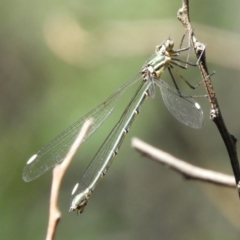 Synlestes weyersii (Bronze Needle) at Lower Cotter Catchment - 20 Apr 2019 by Christine