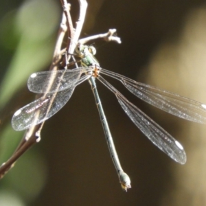 Synlestes weyersii at Cotter River, ACT - 20 Apr 2019 01:23 PM