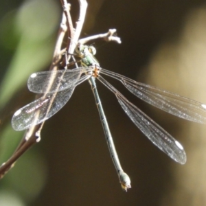 Synlestes weyersii at Cotter River, ACT - 20 Apr 2019