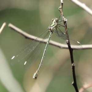 Synlestes weyersii at Cotter River, ACT - 20 Apr 2019 01:23 PM