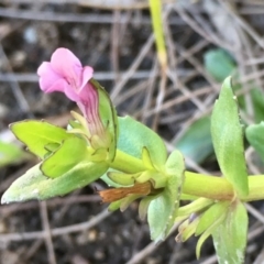 Gratiola peruviana (Australian Brooklime) at Paddys River, ACT - 20 Apr 2019 by JaneR