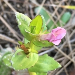 Gratiola peruviana at Paddys River, ACT - 20 Apr 2019 03:04 PM